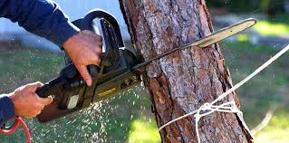 Best Palm Tree Trimming  in Holladay, UT