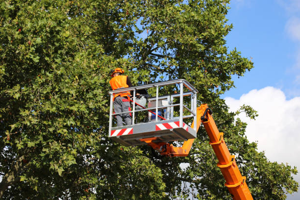 Holladay, UT  Tree Services Company