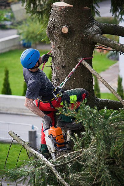 Why Choose Our Tree Removal Services in Holladay, UT?