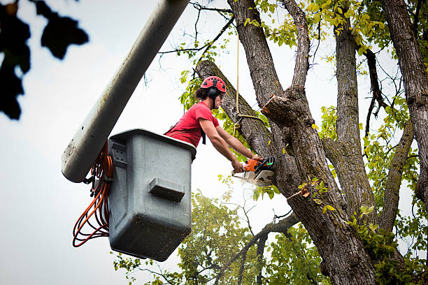 Best Leaf Removal  in Holladay, UT